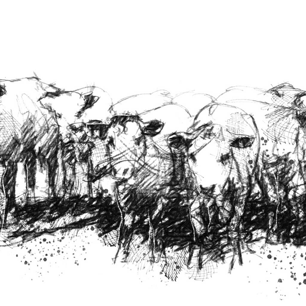 Herd of heifers
