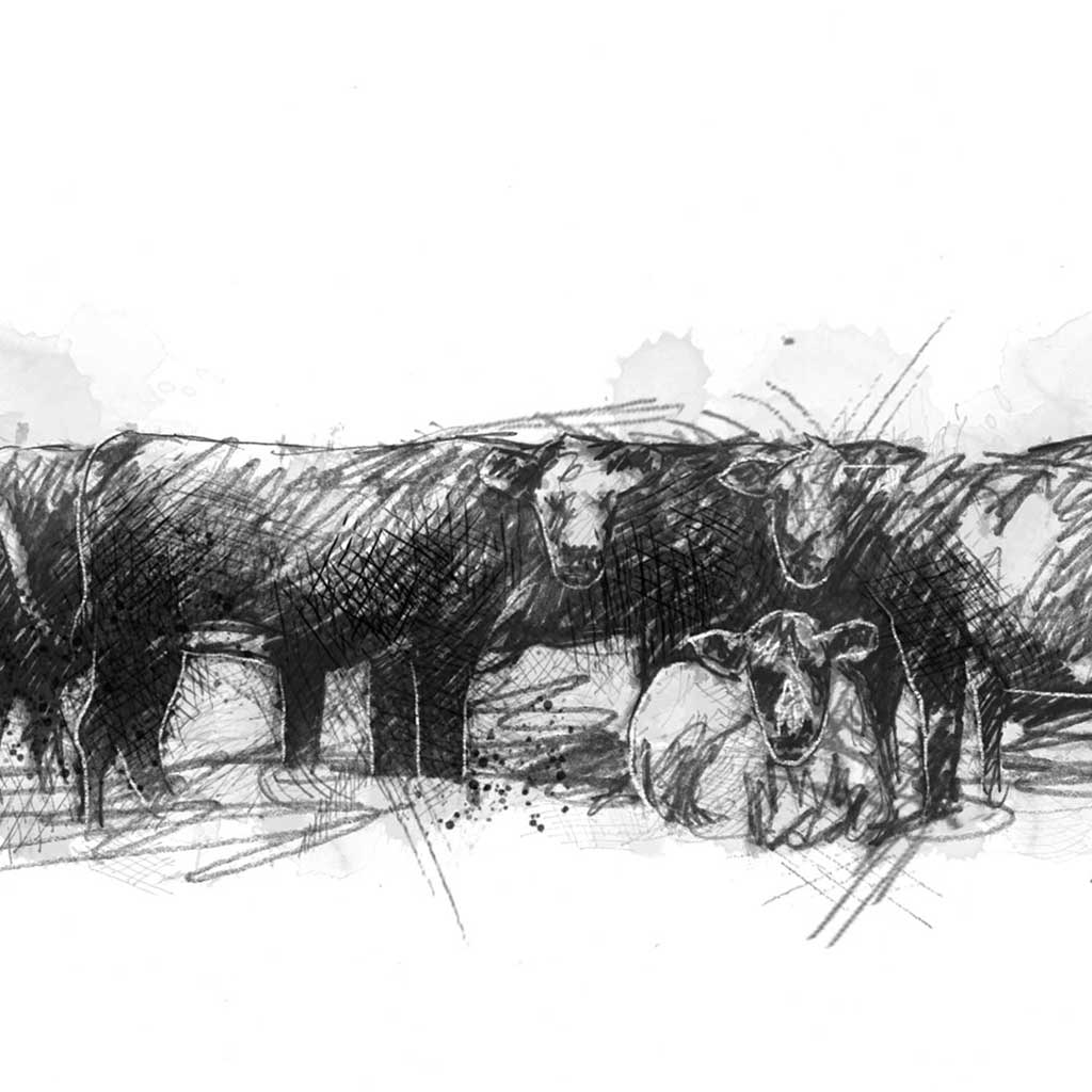 Cows loitering