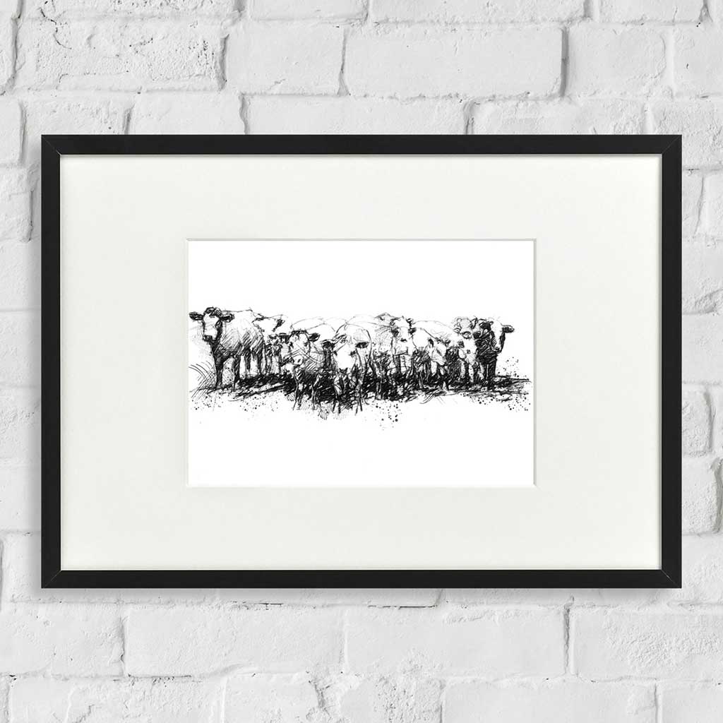 Herd of heifers