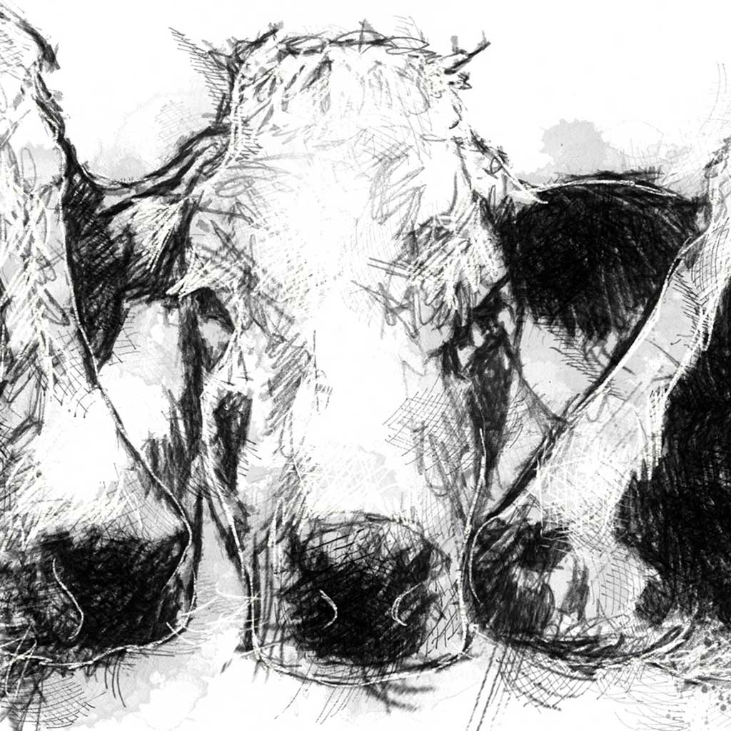 Cows chatting