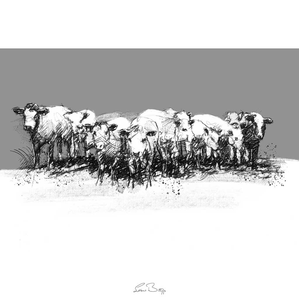 Young herd of cows