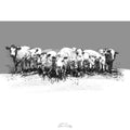 Young herd of cows