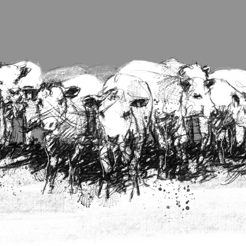Young herd of cows