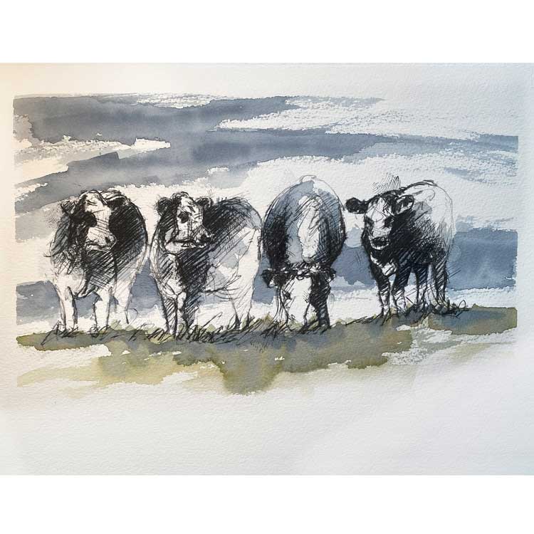 Moorland cows one off sketch