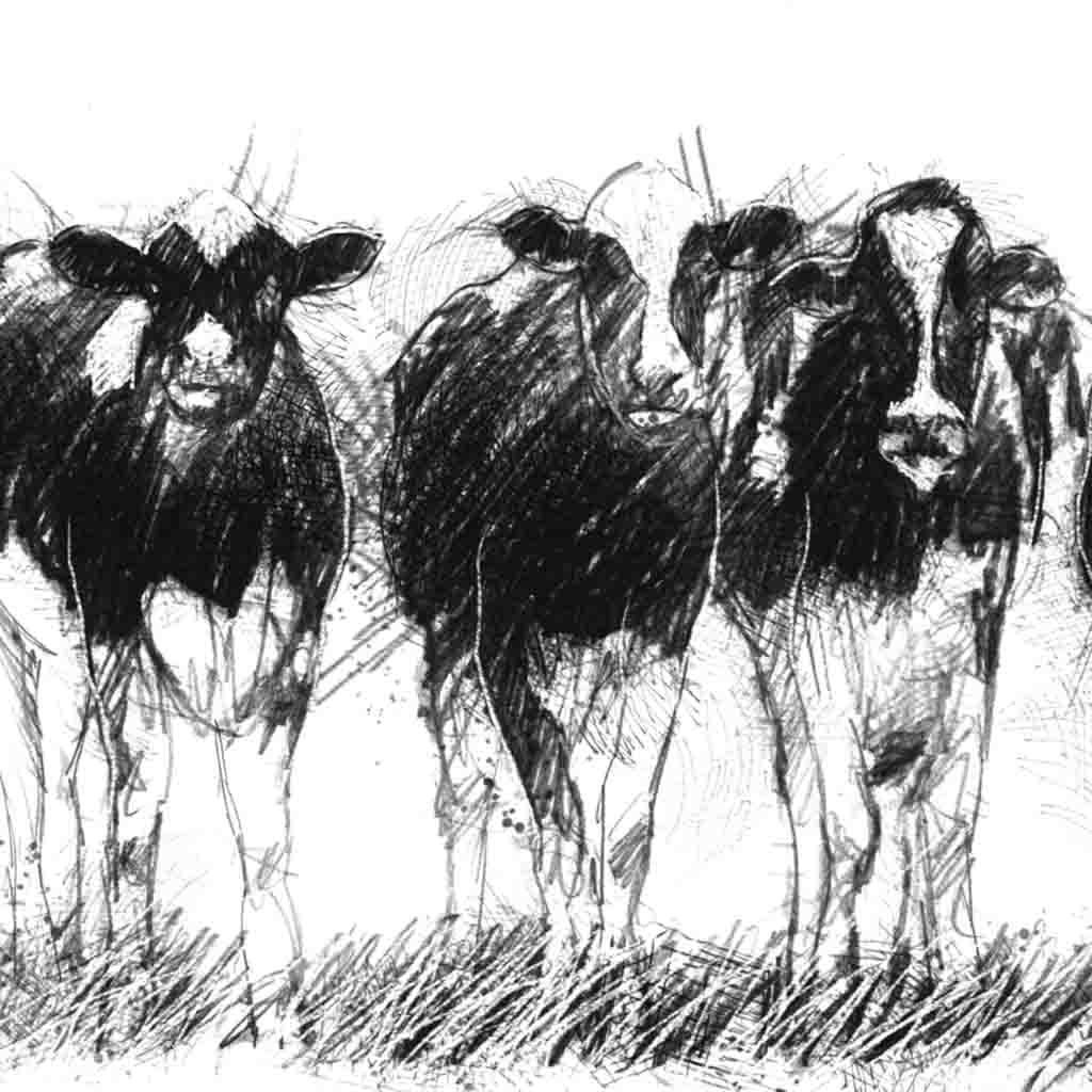 Cow line