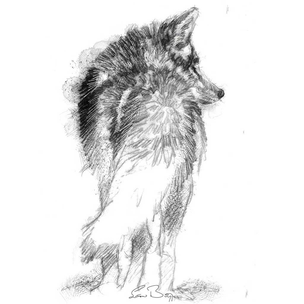 Coyote