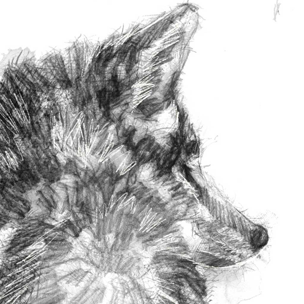 Coyote