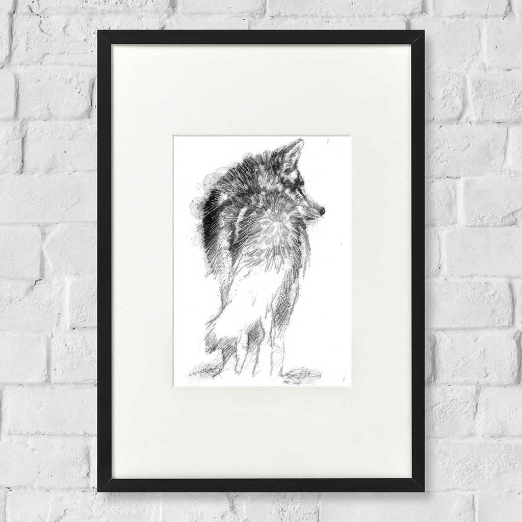 Coyote