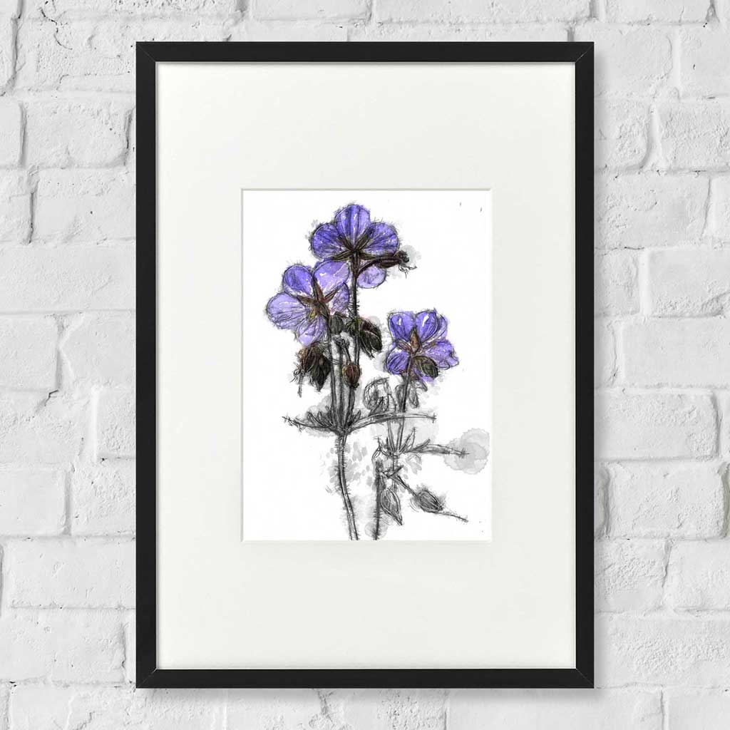 Cranesbill