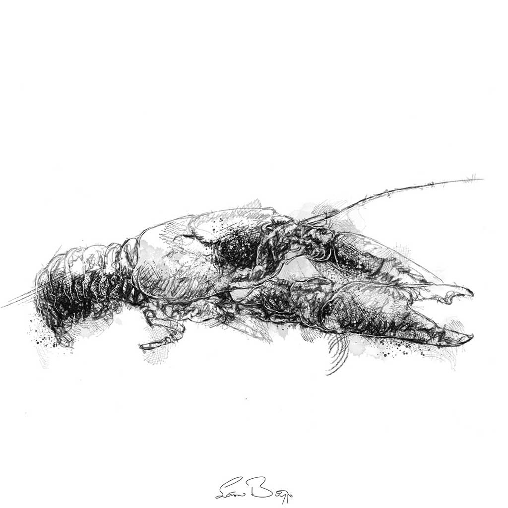 British crayfish