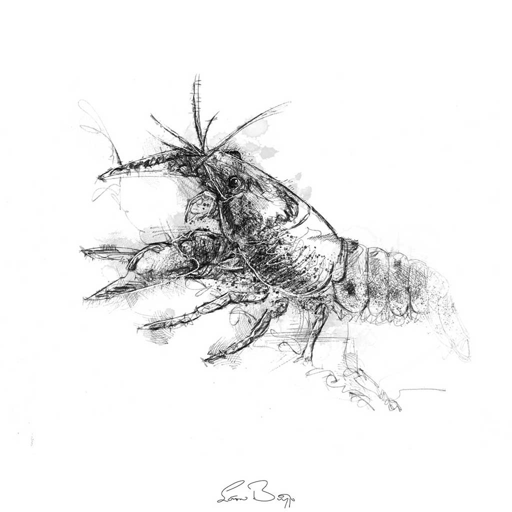 Crayfish
