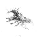 Crayfish