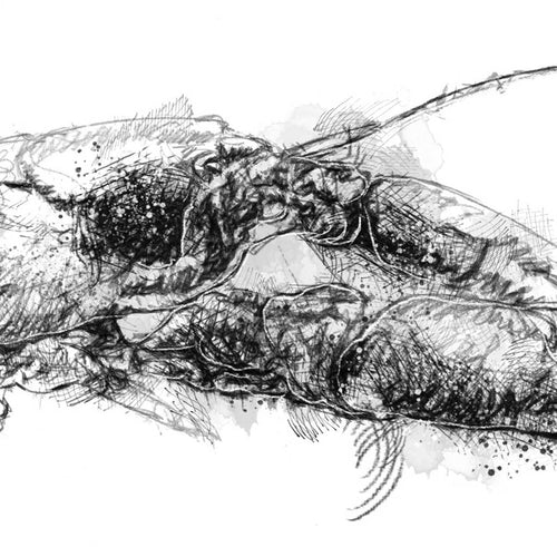 British crayfish