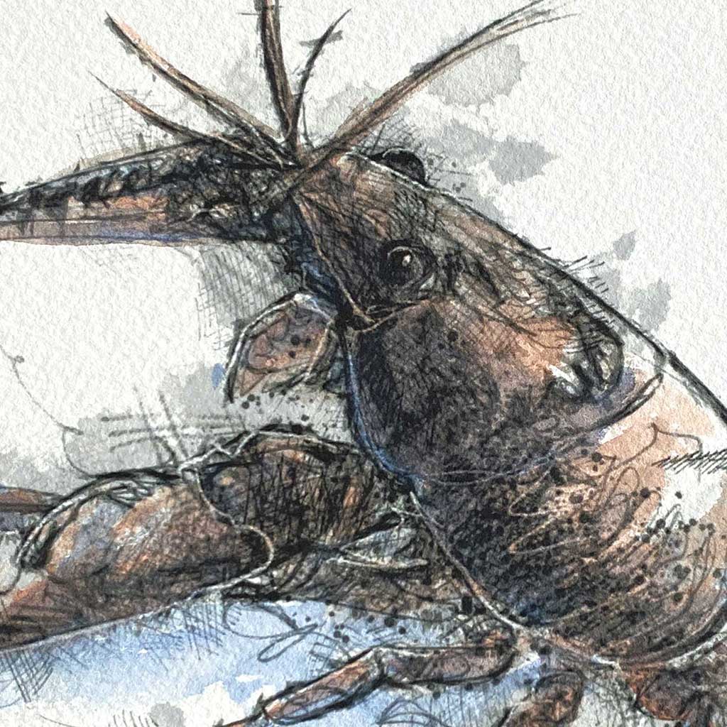 Crayfish watercolour sketch