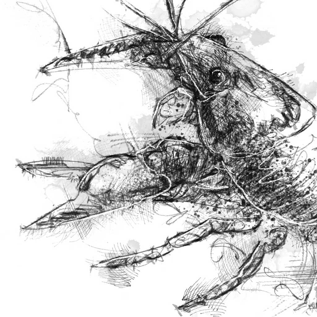Crayfish
