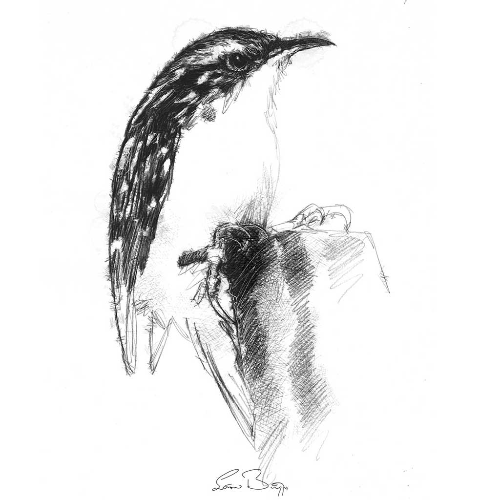 Tree creeper