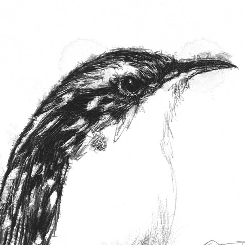 Tree creeper