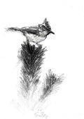 Crested tit