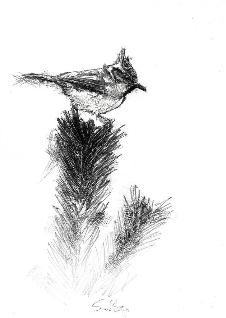 Crested tit