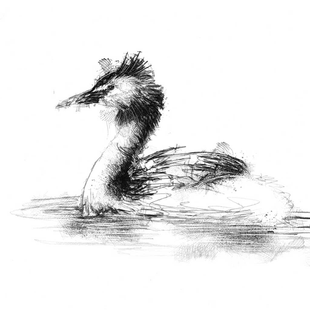 Crested grebe