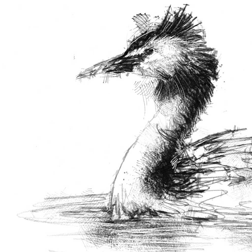 Crested grebe