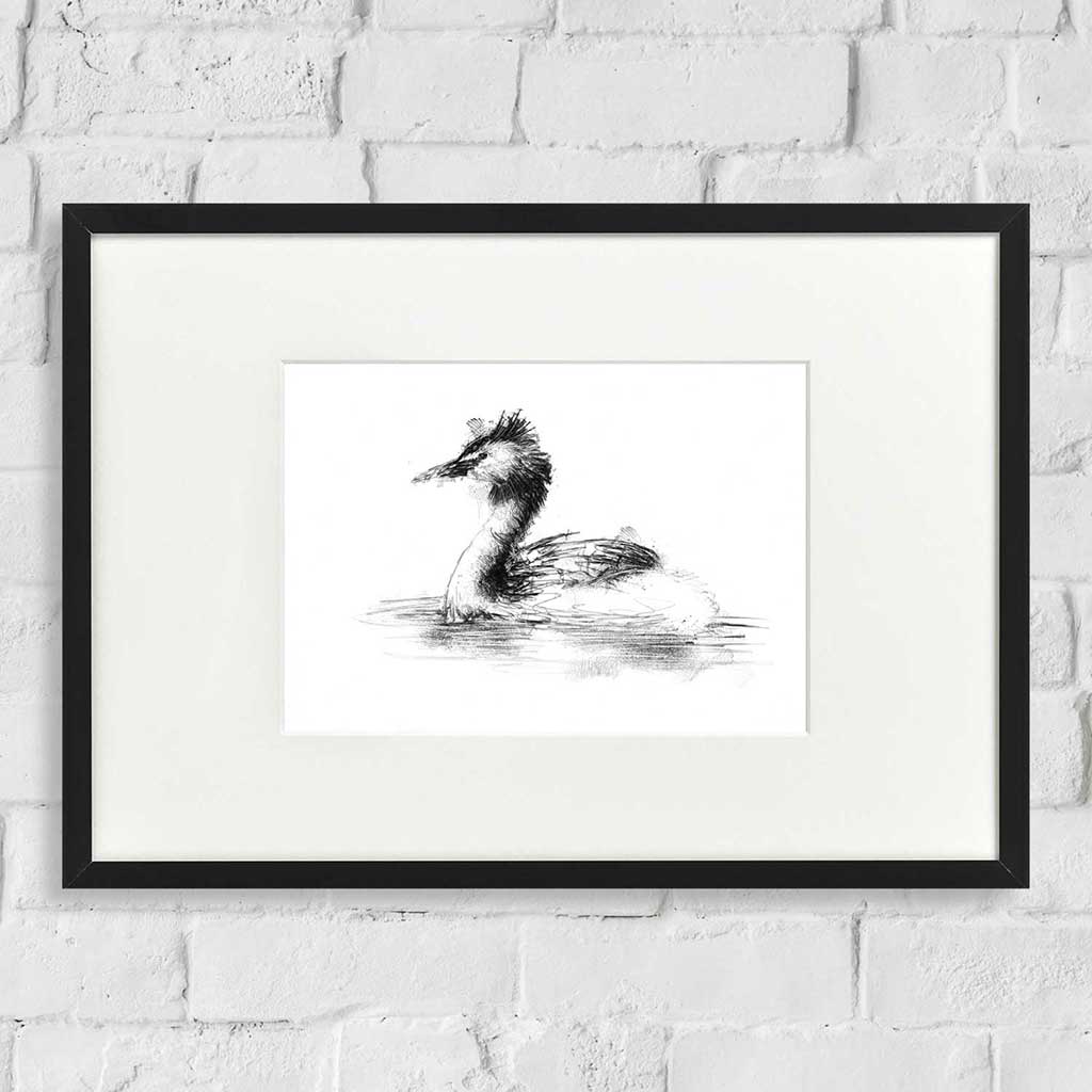 Crested grebe