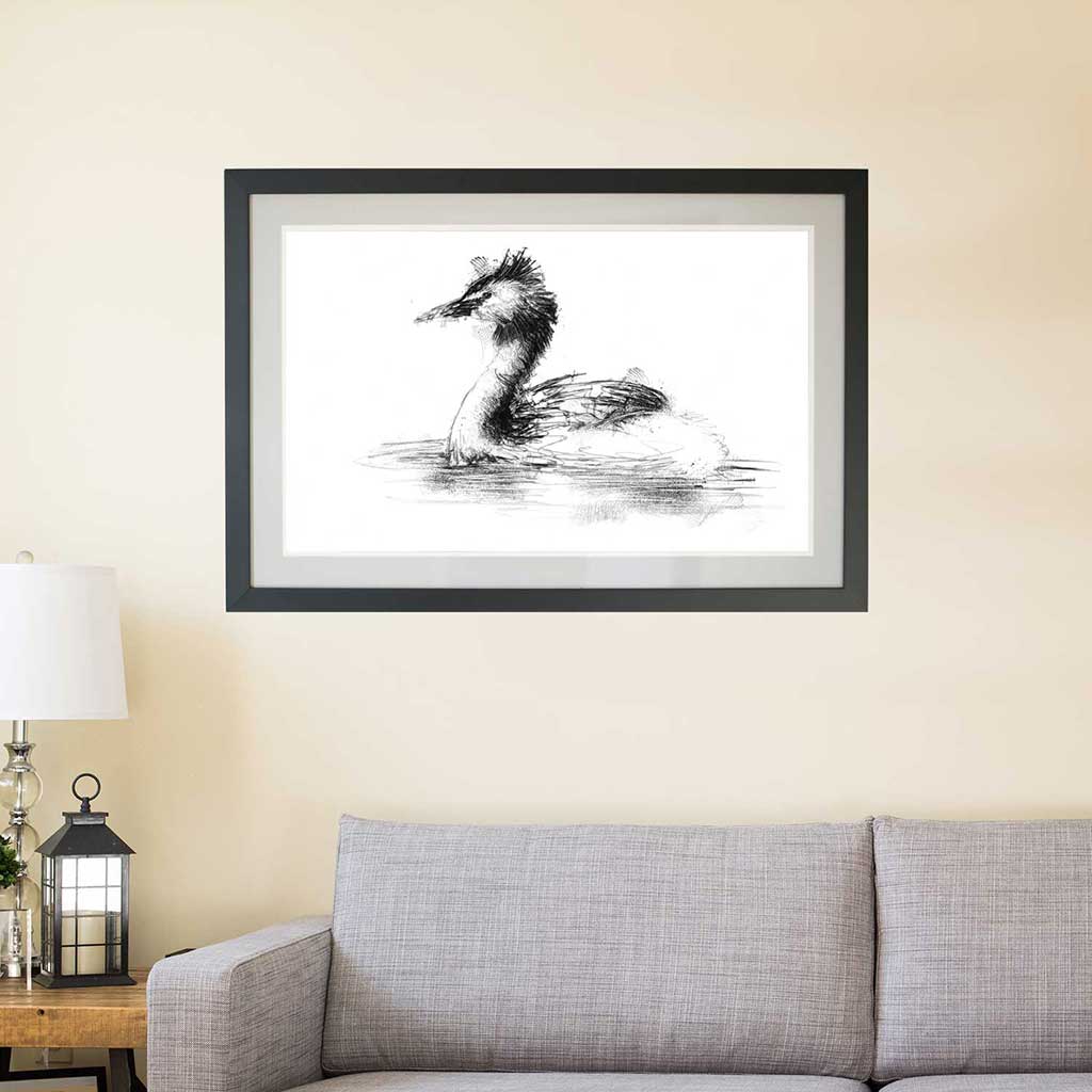 Crested grebe