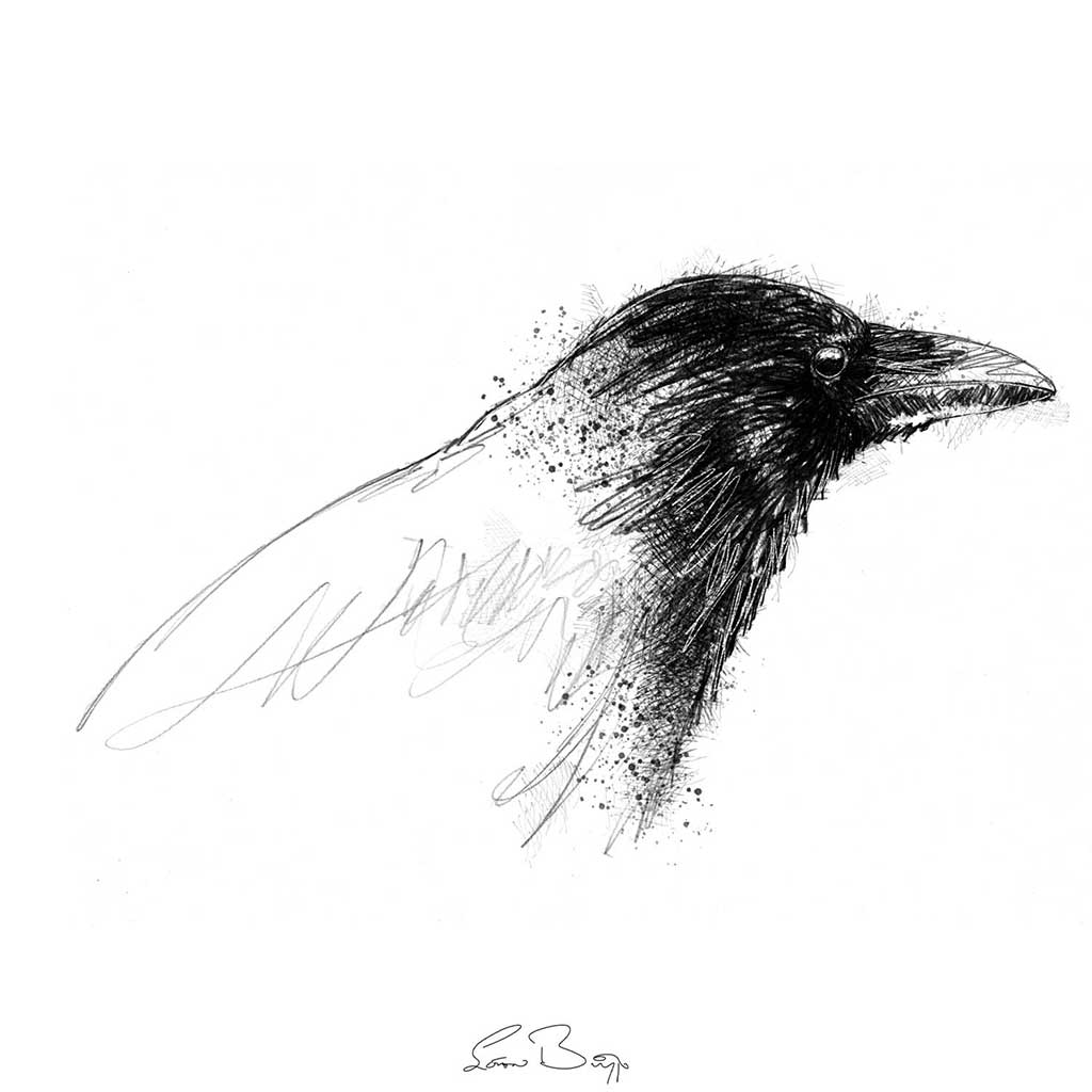 Carrion crow