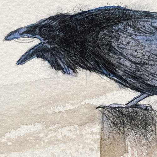 Carrion crow original mini sketch