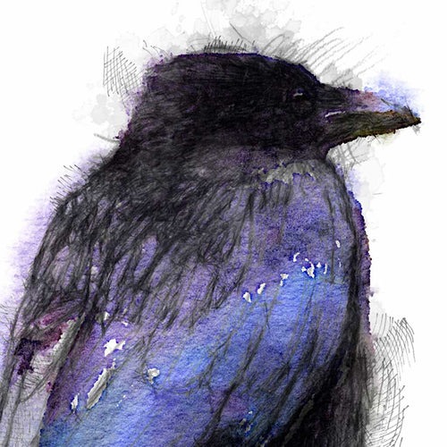 Carrion crow