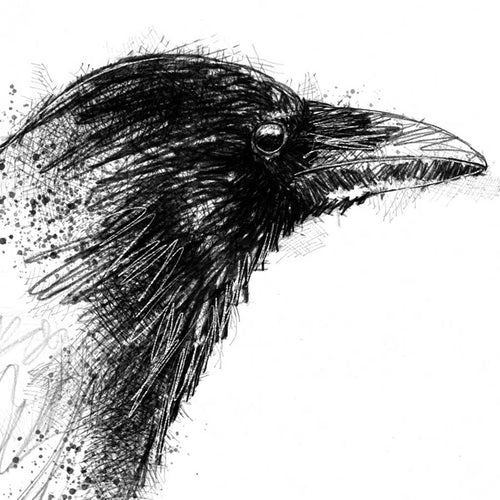 Carrion crow