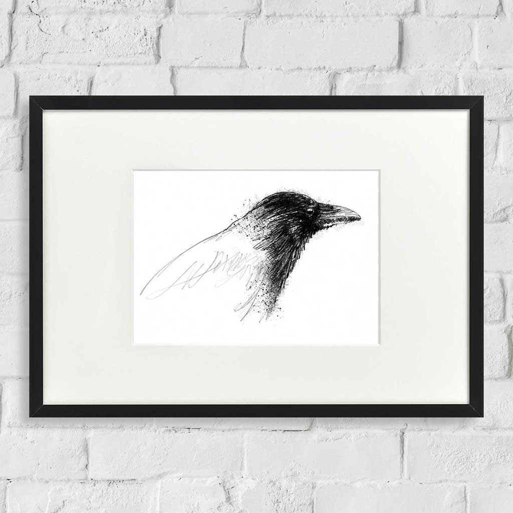 Carrion crow