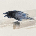 Carrion crow original mini sketch