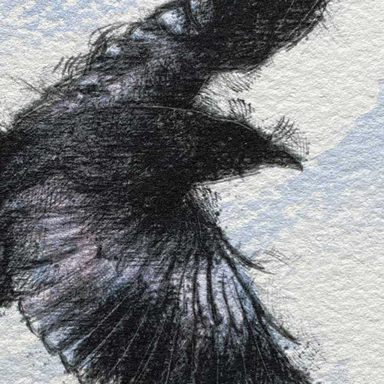 Crow flight mini sketch