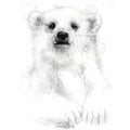 Polar bear cub