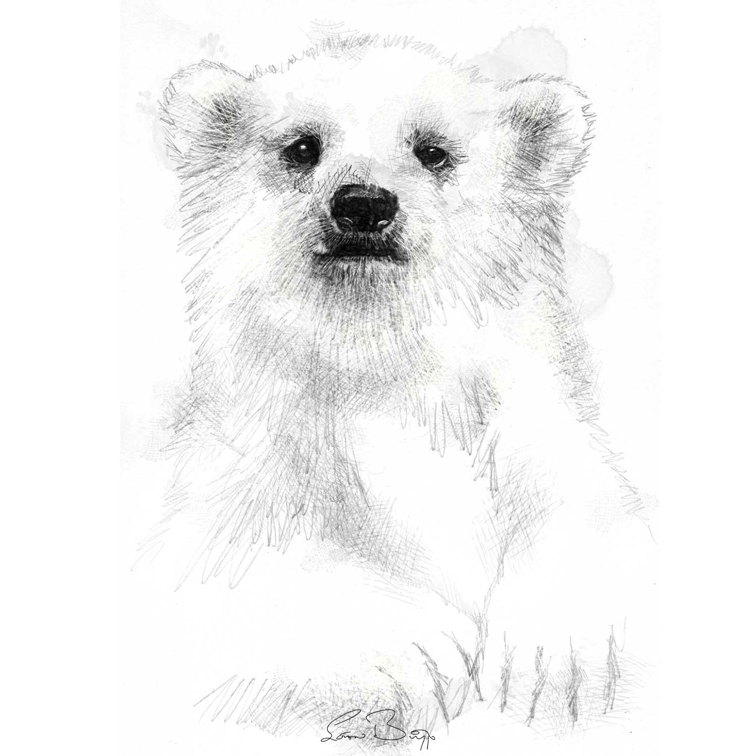 Polar bear cub