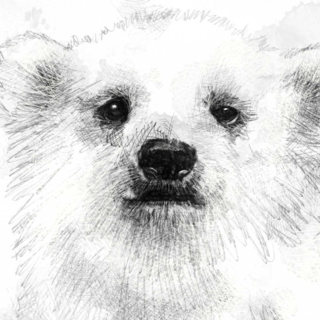 Polar bear cub