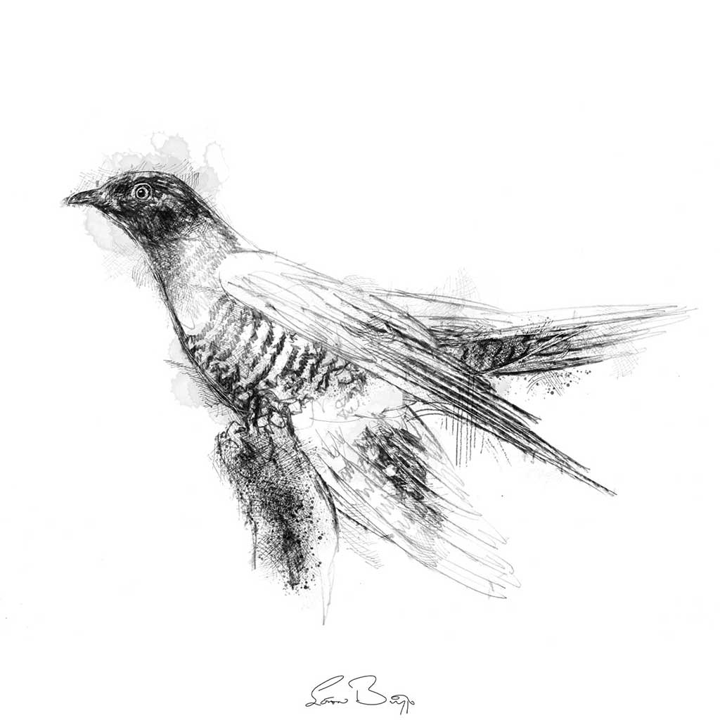 Cuckoo