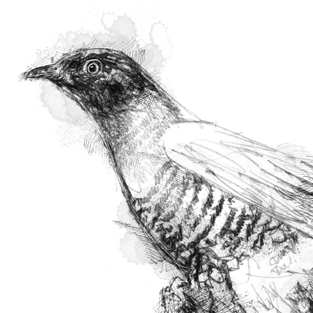 Cuckoo