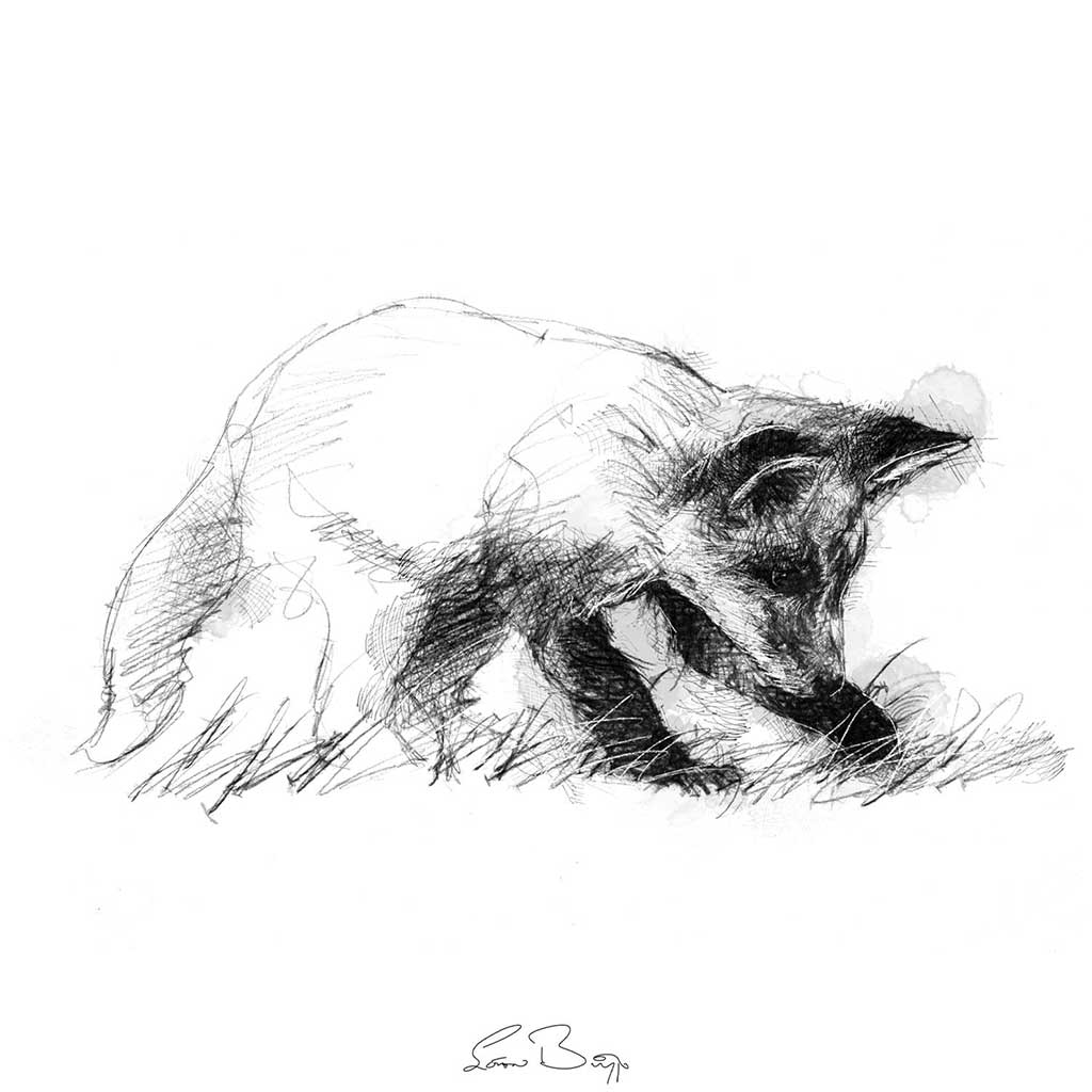 Curious fox club