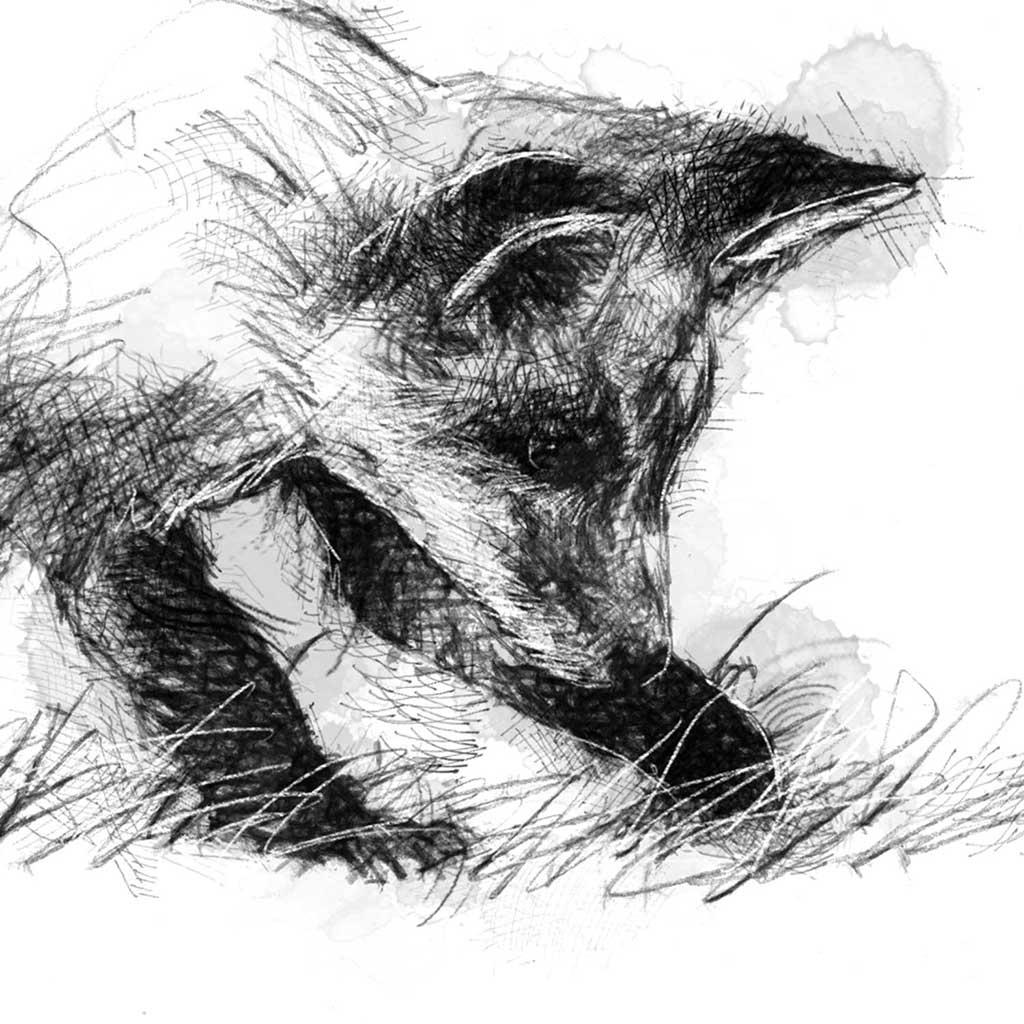 Curious fox club