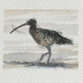 Curlew mini sketch