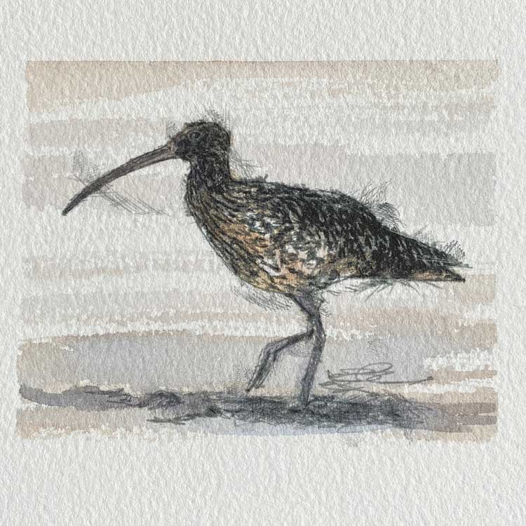 Curlew mini sketch