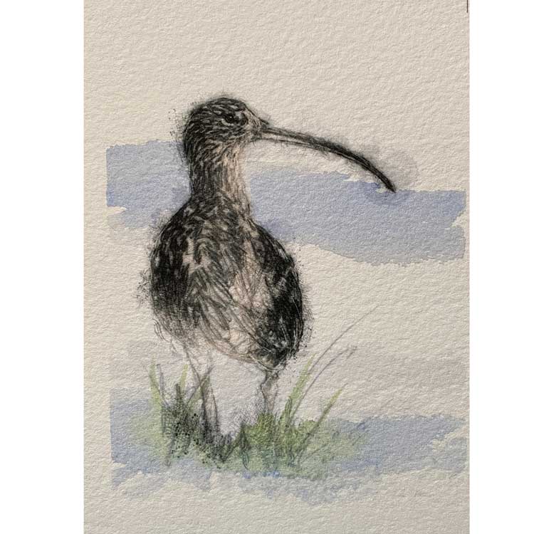 Curlew mini sketch