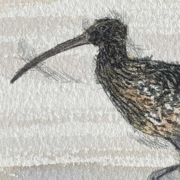 Curlew mini sketch