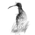 Curlew