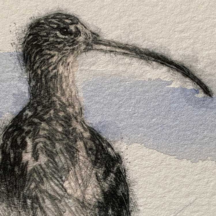 Curlew mini sketch