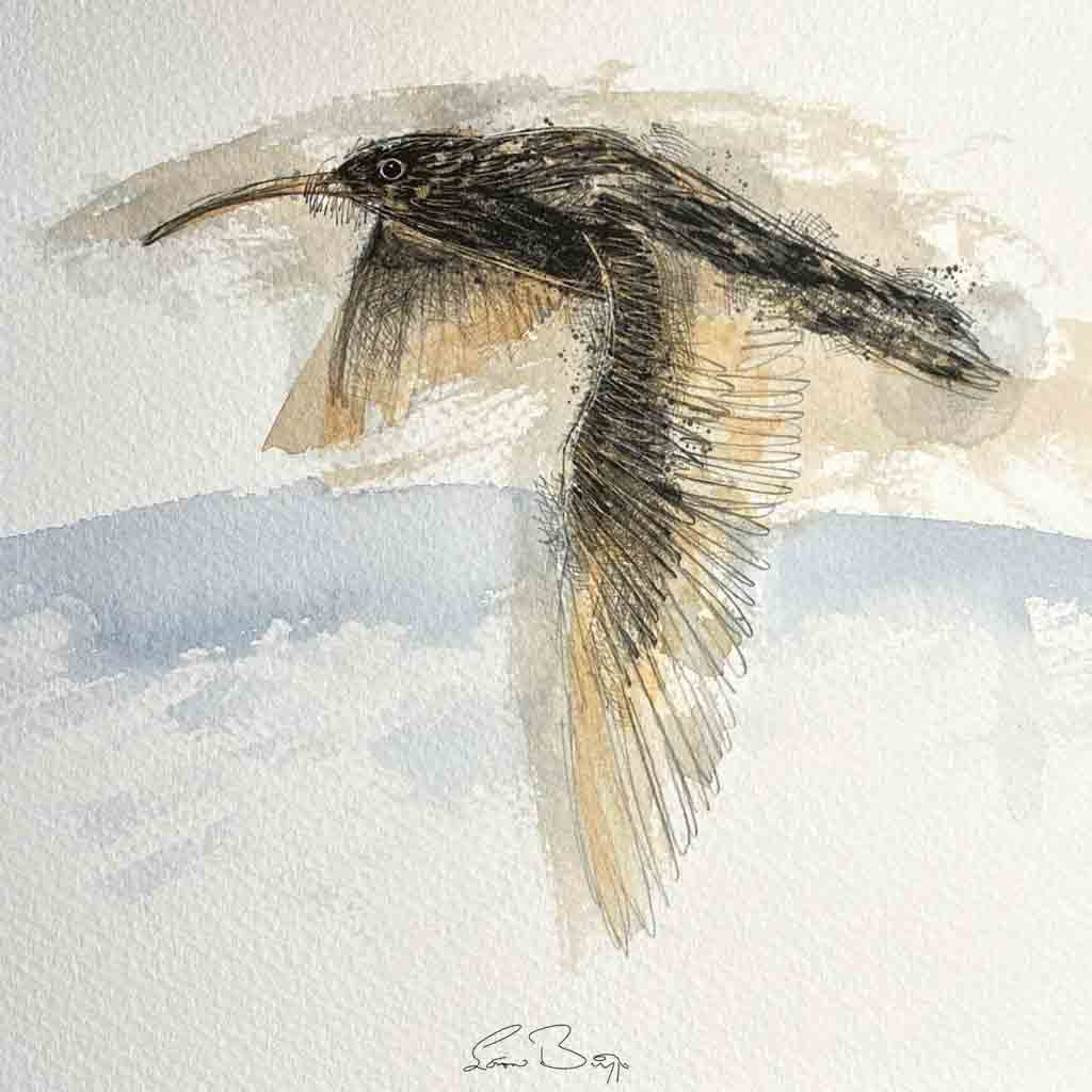 Curlew flight original sketch
