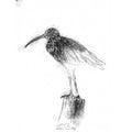 Curlew