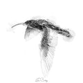 Curlew flight